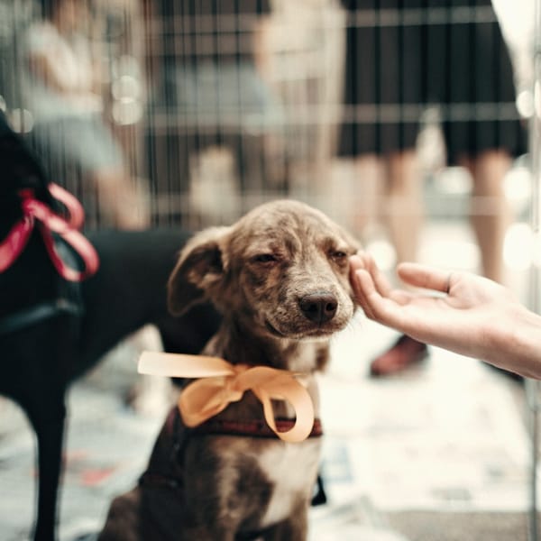 A hand reaching out to a puppy