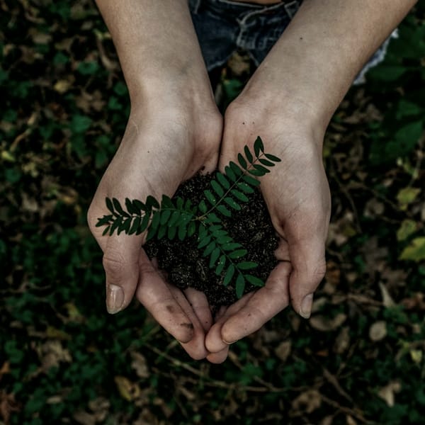 Cupped hands holding a seedling in soil